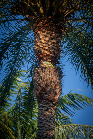 Close-up of an iguana on a palm tree trunk with a clear blue sky background